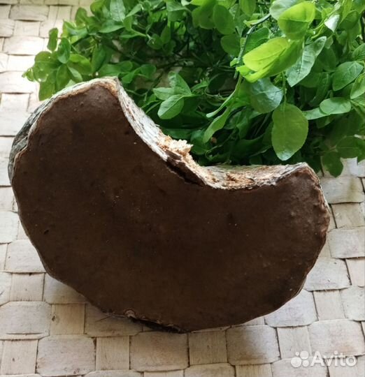 Чага/Трутовик