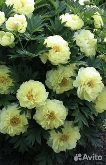 Пион желтый Бартзелла