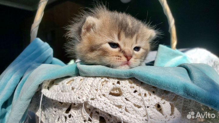 Шотландские котята