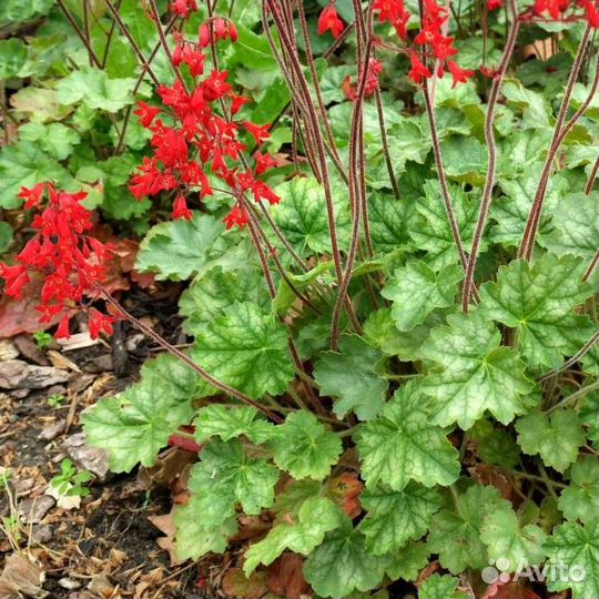 Саженцы магонии падуболистной и гейхер