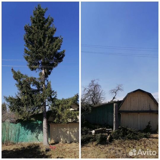 Обрезка плодовых деревьев