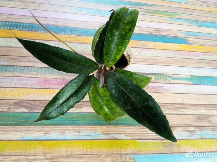 Хойя финлайсони отправлю почтой