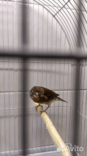 Певчие птицы