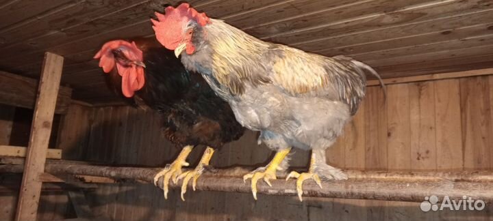 Куры петухи