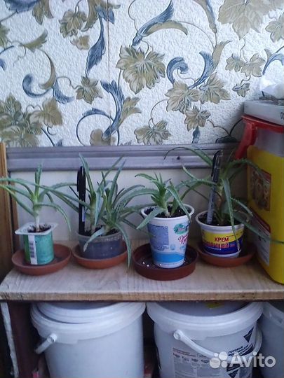 Столетник или алоэ древовидное (лечебное)