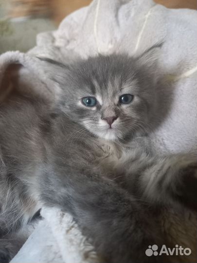 Котята в добрые руки бесплатно