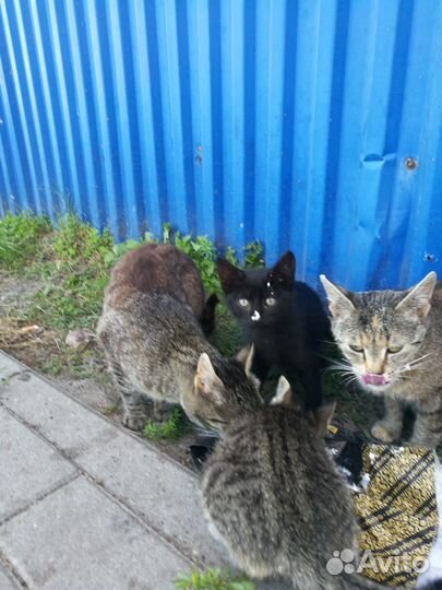 Котята ищут дом