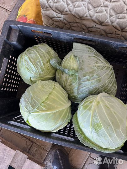 Капуста оптом