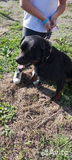 Ротвейлер в добрые руки