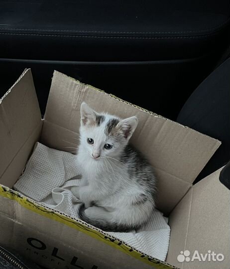 Кошка в дар