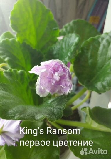 Сортовые фиалки