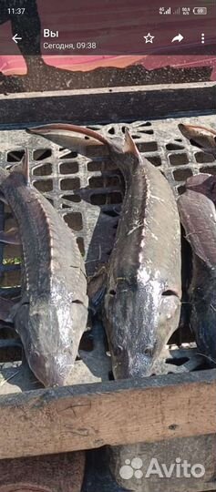 Царская рыба