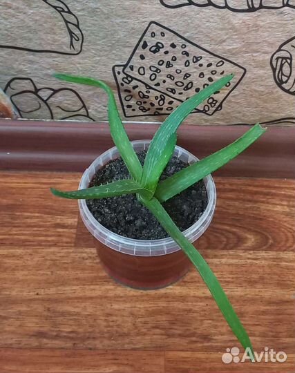Комнатные растения отростки