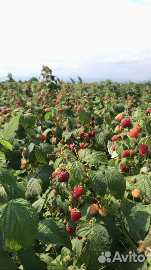 Саженцы малины полька