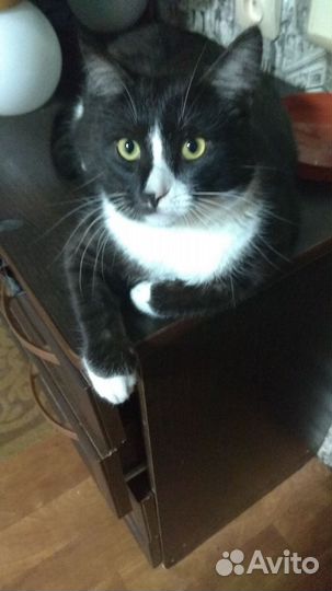 Кот в заботливые руки