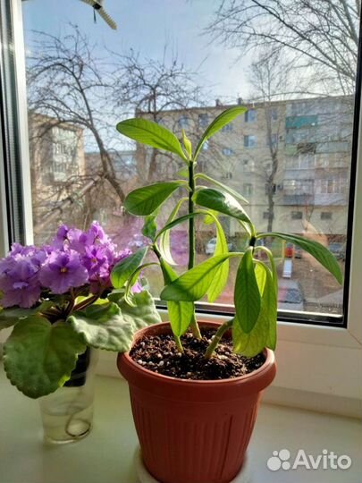 Синадениум granta