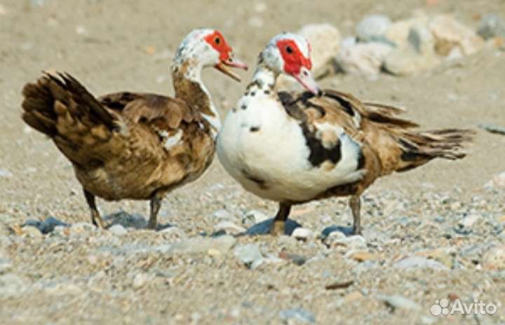 Индо утки живые и утята