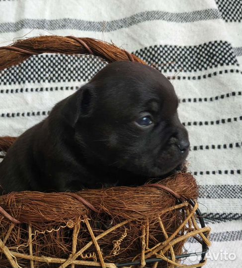 Английский стаффордширский бультерьер девочки