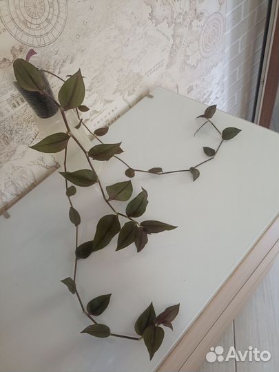 Традесканция Chocolate Hill