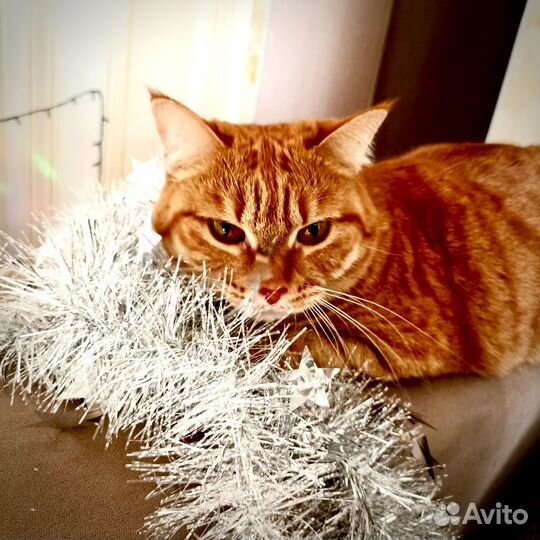 Кошка