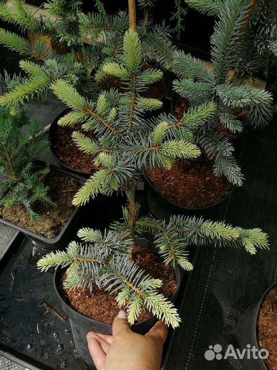 Ели голубые, зеленые