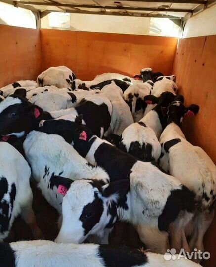 Телята бычки