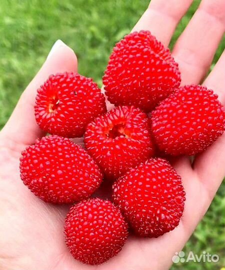 Земмалина (тибетская малина)