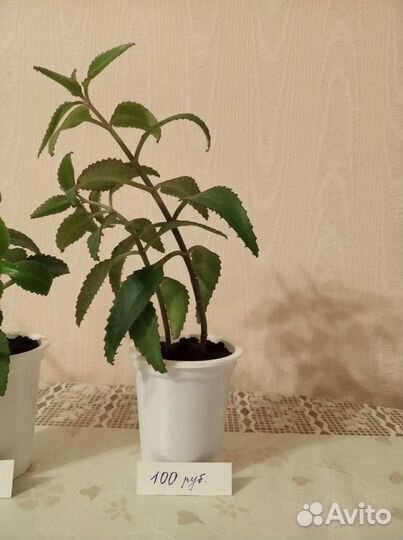 Каланхоэ лекарственное