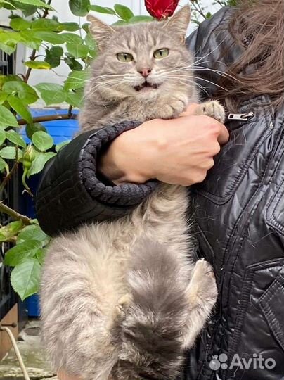 Серая кошка Юка в любящие ручки