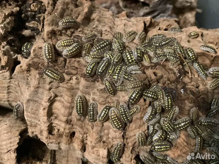 Мокрицы armadillidium gestroi