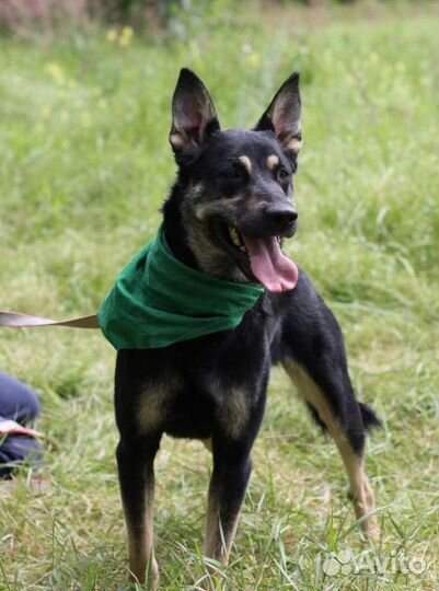 Макс очень ищет дом