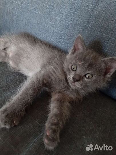 Отдам котят порода