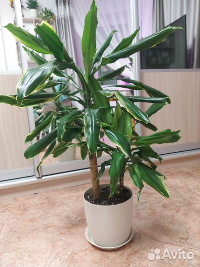 Драцена еллоу коаст