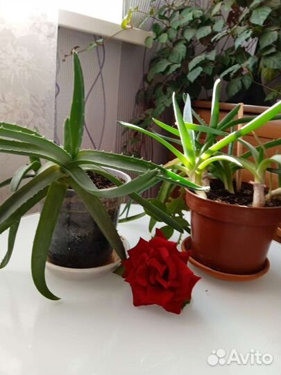 Бегония,алоэ,педилантус