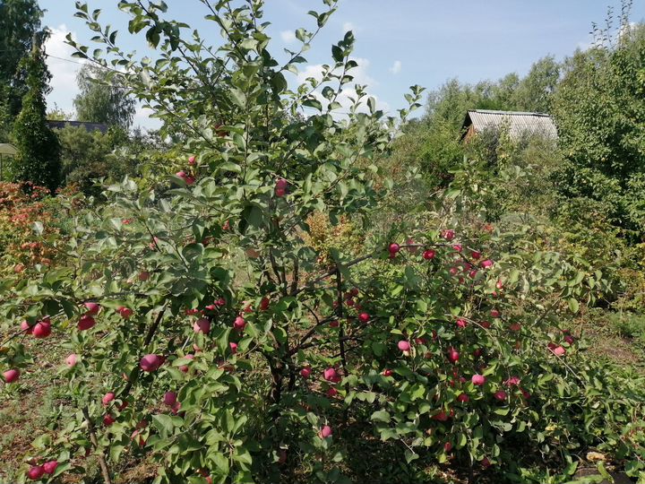 Участок 11,5 сот. (СНТ, ДНП)