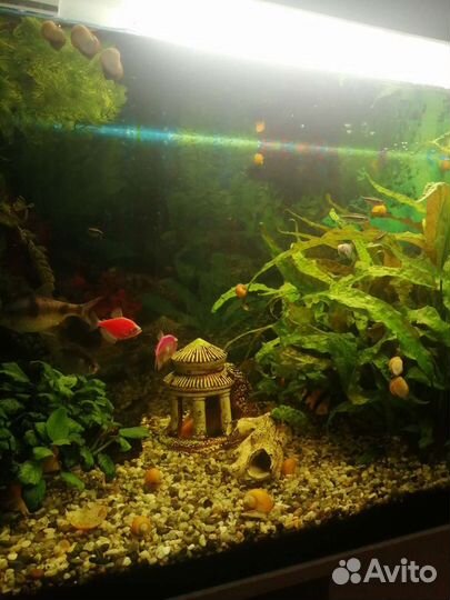Аквариум 200 литров с тумбой