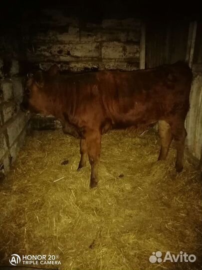 Телята бычки