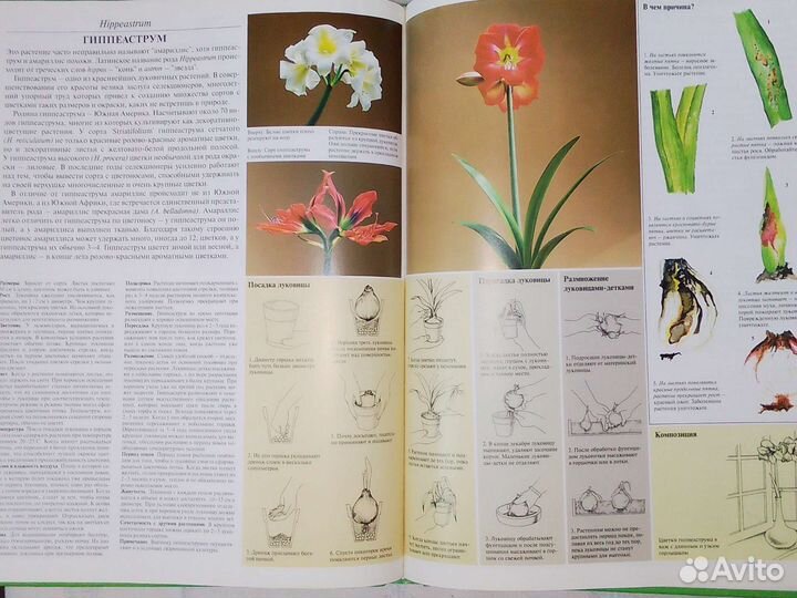 Энциклопедия комнатных растений