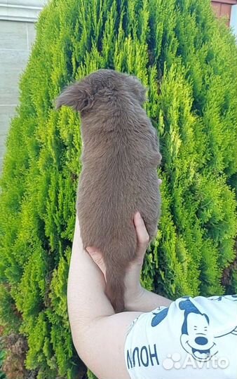 Чихуахуа мальчик дш Дон