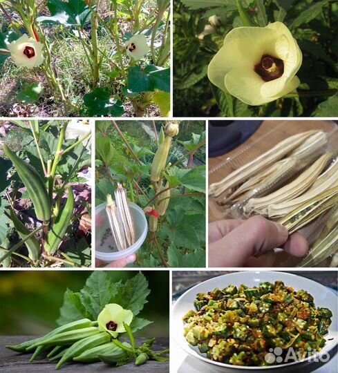 Бамия, семена 30 шт