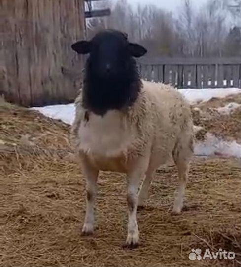 Баран Черноголовый Дорпер