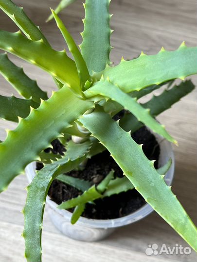 Алоэ Вера, алоэ столетник - 2 года