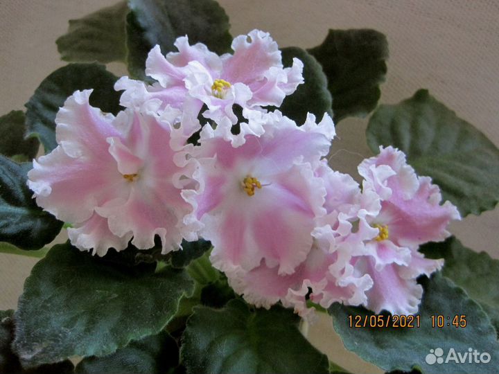 Фиалки-стандарты:черенки с детками,детки,стартеры