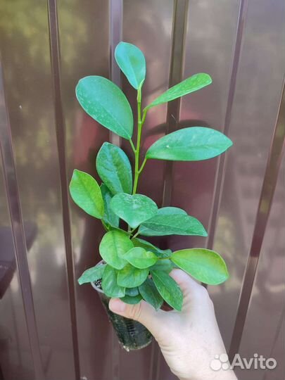 Фикус Бенджамина