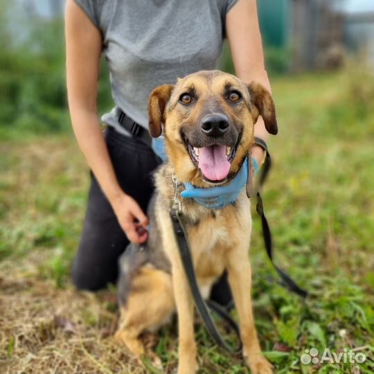 Собака в добрые руки