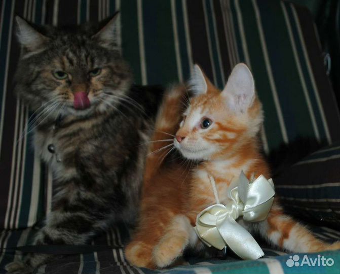 Милейший котик