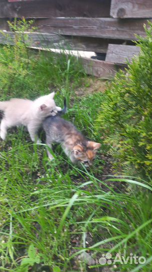 Котята в добрые руки