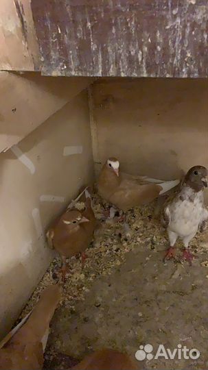 Николаевские голуби