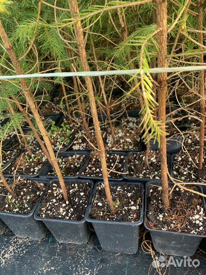 Ель обыкновенная