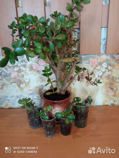 Крассула толстянка денежное дерево